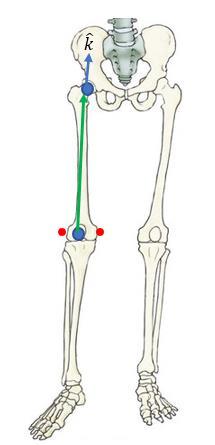 63 Figure 3.7. LCS for the thigh segment.