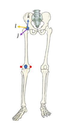 65 Figure 3.9. The LCS for the thigh has its origin at the hip joint center. Adapted from [63].