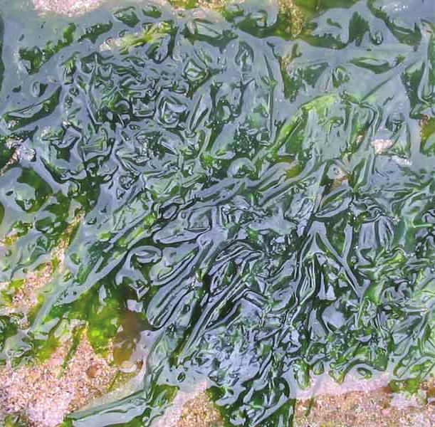 similar to bladder wrack. However, this seaweed is easily told apart as the fronds are jagged.