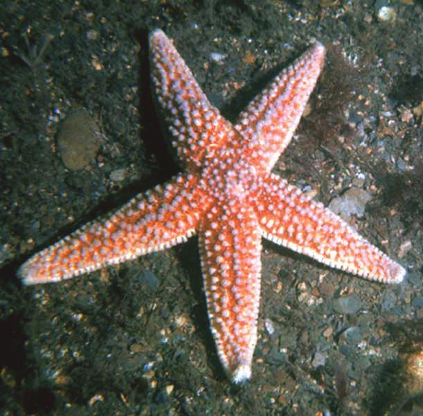 Starfish have thousands of sucker-like tube feet, which help them to walk along and grip onto surfaces. Starfish have eyes on the end of each arm, but these are not like human eyes!