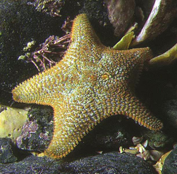 Cushion stars can be found hiding under rocks and boulders in rock pools. Cushion Star They are much smaller than other starfish, (usually growing up to 5cm across), and have very short arms.