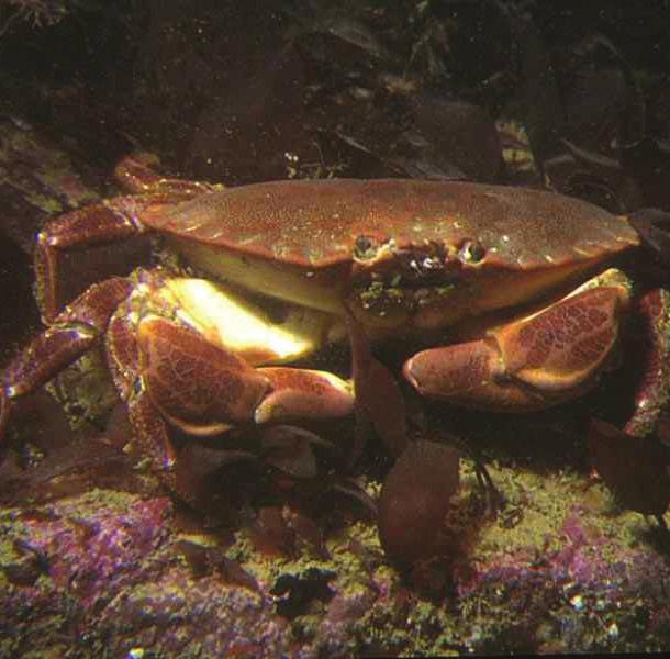 Common shore crabs are considered omnivores, feeding on a wide variety of prey; including algae, sea snails, worms, shrimps, and even other Common Shore Crabs! Usually grow to about 8cm across.