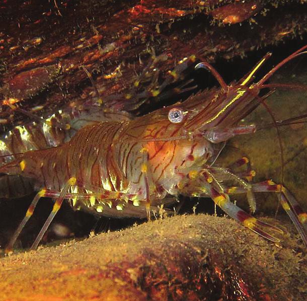 Usually grow to about 11cm long! Common Prawn The Beadlet Anemone can be found on UK rocky shores, and tends to live in rock pools or in very shallow water.
