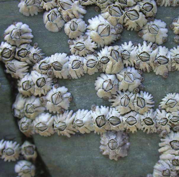 Barnacles are crustaceans, and are related to shrimps, crabs and lobsters! Most barnacles are very small, and can be found all over the UK coast.