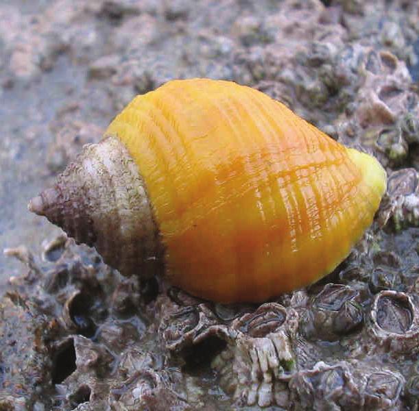 Dog-whelks are a common sight on UK seashores. Dog-whelks are carnivores, and are most often found amongst groups of their favourite prey items.