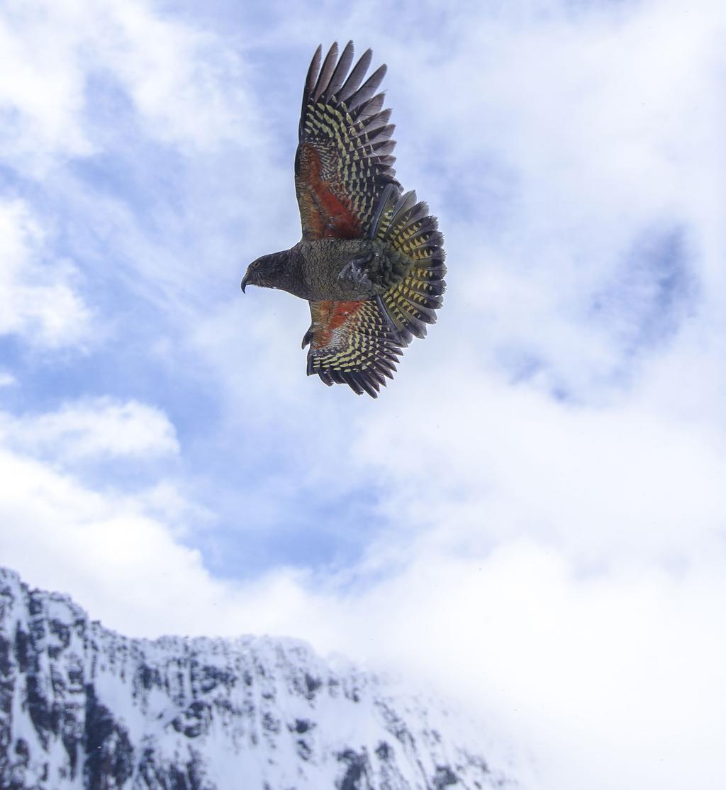 16 17 Kea Conservation Trust The FWF and the Kea Conservation trust have now been working together for two years.
