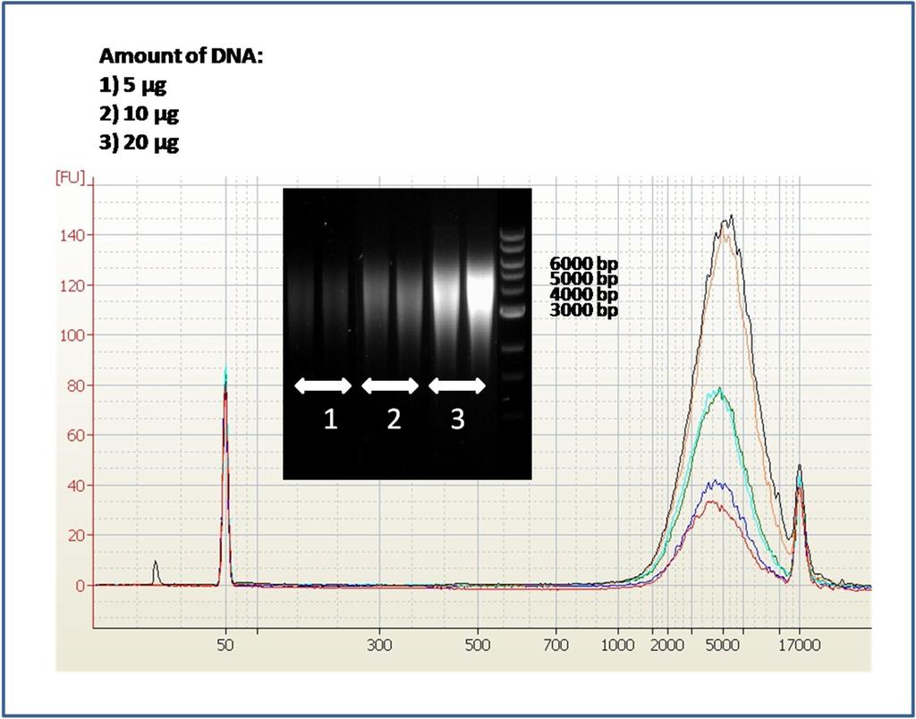 Concentration independent 5kb DNA shearing Figure 2 Different mass of E.