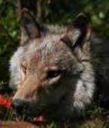 Wolf use of Moose during spring in the Nakina area (northwest Ontario) Moose was the most common prey item among 108 wolf scats collected near Nakina in northwest Ontario during May-June 2012 & 2013