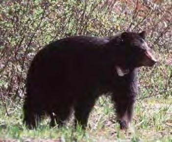 Bear Predation on Moose in Spring: Northern Ontario We also collected 432 bear scats in the Nakina area of northwest Ontario in early June 2012 and