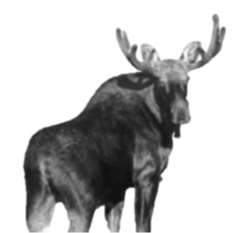 Overview of Factors Affecting Moose Populations Climate Hunting Predators Competitors