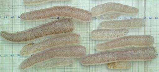 Biological response to warm oceans (cont) Pyrosomes still here!