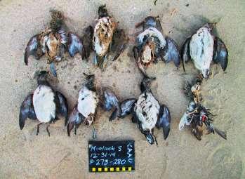 Sea bird die-offs Cassin s