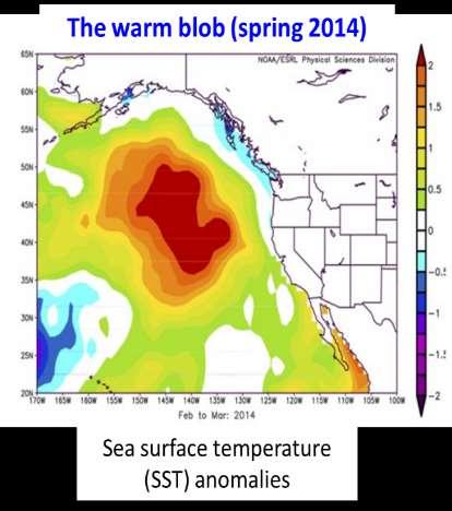 Formation of the warm blob (Winter 2013/14): Unusually stationary high pressure over the North Pacific blocked storms, which limited vertical mixing Heat