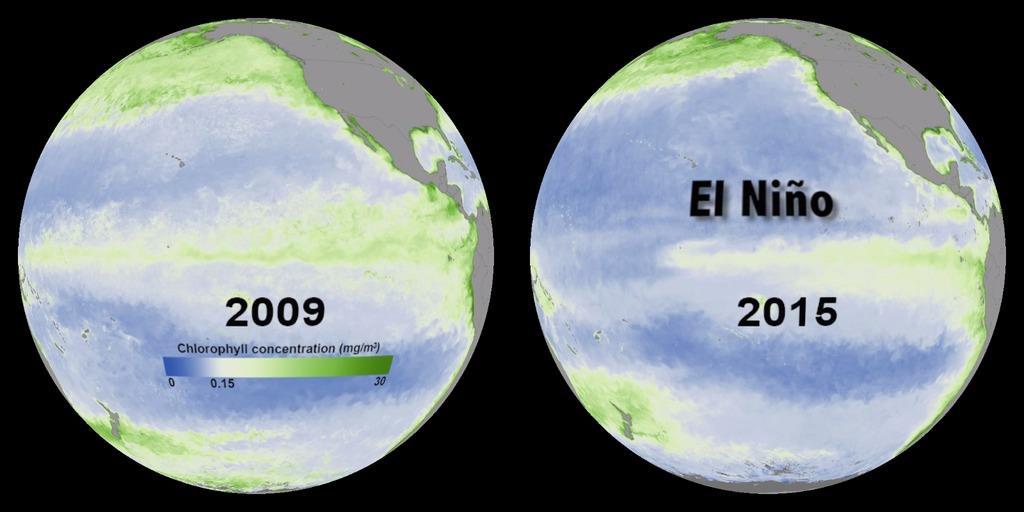 El Niño - impacts MODIS ocean color and phytoplankton.