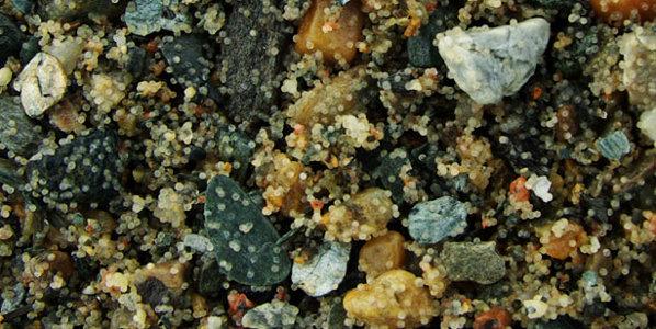 Capelin eggs coating the gravel of an intertidal beach (from ArcticBiodiversity.