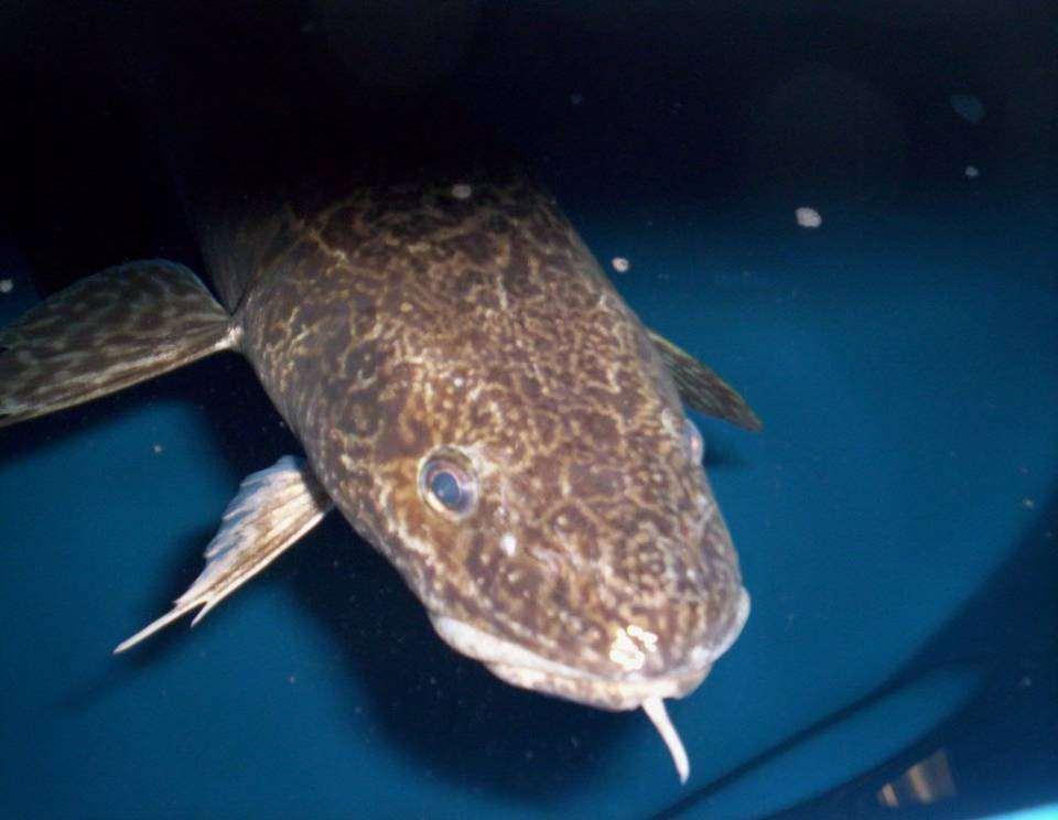 Conservation aquaculture: a critical tool for recovery of burbot in the Kootenai River Northwest Fish Culture Conference