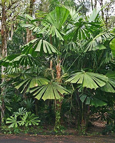 Most Licualas are solitary stemmed and have split leaves, but the number and width of the segments, how deeply divided they are, diameter of the leaf, and whether the leaf is orbicular or wedge