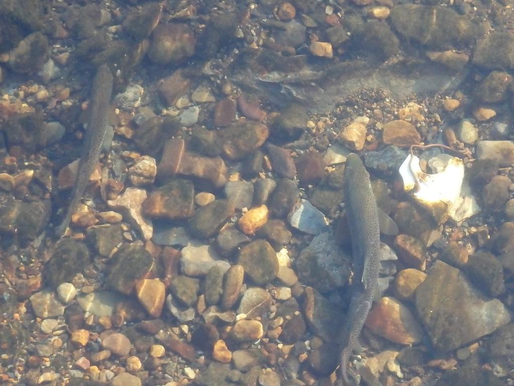 November 6 th. A pair of trout was observed again at Pearl Street. Three possible redd sites at Edgewood Avenue. No trout observed. Some gravel disturbance at Stocker Mill Bridge. No trout observed. No activity observed at Penn s Grant Bridge.