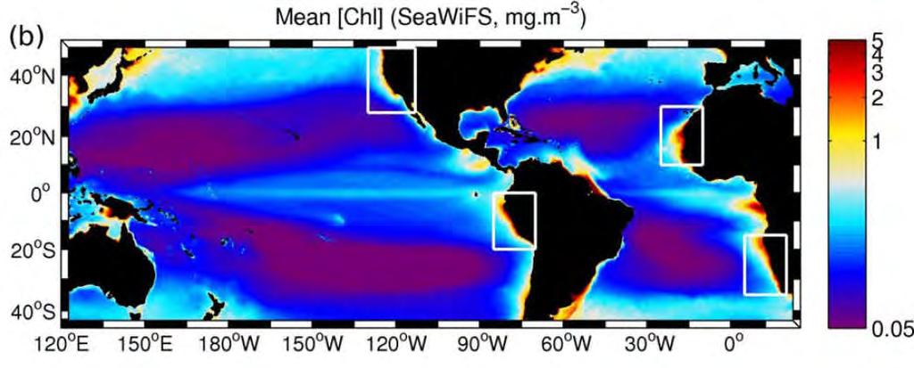 Eastern Boundary Upwelling Systems (EBUS) -Upwelling of cool waters, driven by trade winds, brings nutrients to the surface, increasing biological productivity.