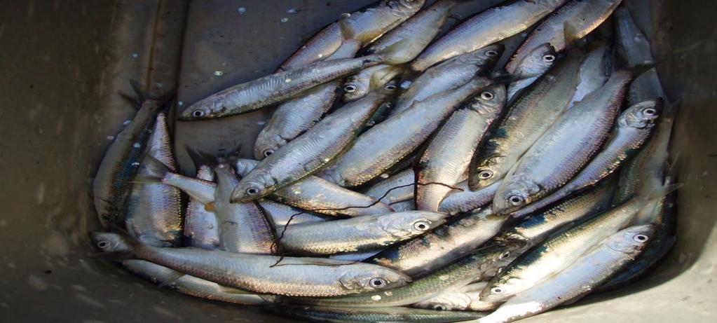 Pacific Herring Fishery Status of the Population The 33 year average spawning biomass for San Francisco Bay is 51,200 tons.