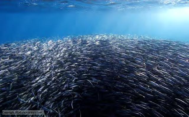 Coastal Pelagic Species (CPS) CA Ecology Schooling Forage fish Fluctuate San Francisco Bay Moss Landing Monterey Area enlarged