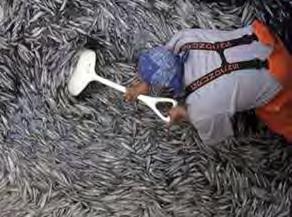 Fisheries Sardine