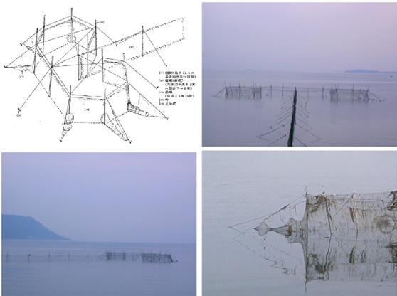 Figure 2. Small seine net (Hinase net, Tsubo-Ami in Japanese) Some members of the Union used small seine nets with shrimp, blue crab and coastal fish such as red sea bream as their primary targets.