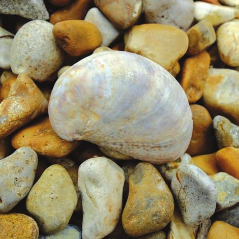 Whelk Eggs Slipper limpet (5cm) Introduced into Britain in the 19th century, they are conical in shape and