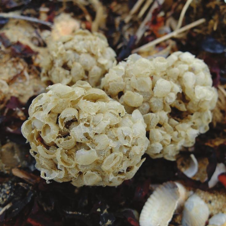 Laid by the Common whelk, these clumps of spongy egg cases are similar in appearance to bubblewrap.