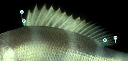 P1: Top intersection of pectoral fin rays with the base of the pectoral fin.