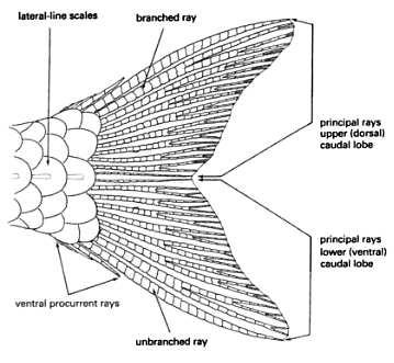 C3: The distal tip (farthest from body) of the caudal fin's bottom principal fin ray. C4: Bottom intersection of the tail fin rays with the body.