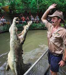1 HR Suggested Hartley s Itinerary: 1.30pm Crocodile Farm Tour 2.00pm Snake Show 2.