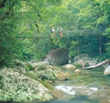 Cook in 1770 ~ Mossman Gorge: Including afternoon tea, driver guided walk & Indigenous