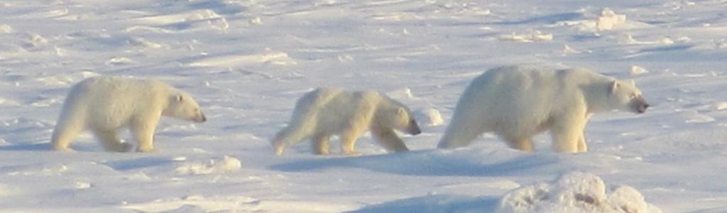 PAGE 5 Vol. 8 No. 2 U.S.-Russia Polar Bear Commission on Alaska Chukotka Polar Bears In 2000, the U.S. and Russia signed a treaty to manage Alaska-Chukotka (Chukchi Sea) polar bears through a bilateral agreement.
