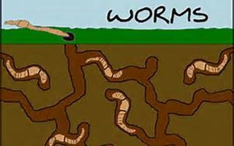 Take one carton of worms per classroom. Two students per one worm The worms are in the refrigerator in the workroom. Keep worms refrigerated if stored at home.