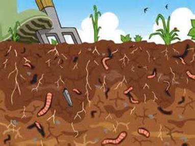 Where do Earthworms live? Underground in the top 18 inches of Soil. In the darkness.