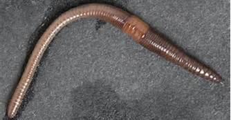 They feel vibrations as you run over the ground. How do Earthworms move? Wiggling their way through soft soil. Swallowing soil when soil is packed hard. Using Setae along their body.