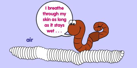 Ppt 31 Earthworms do not have lungs. They breathe through their skin.