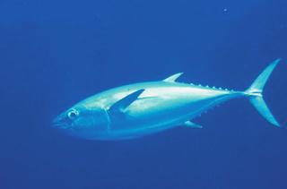 Yellowfin tuna Photo: Monterey Bay Aquarium T U N A For the majority of the 20 th century, tuna dominated landings statewide, often accounting for half or more of the total catch.