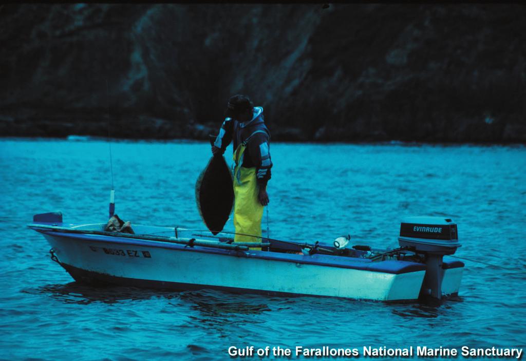 California halibut catch Photo: Gulf of the Farallones NMS C A L I F O R N I A H A L I B U T The commercial halibut fishery began in the late 19 th century, when fishermen in San Francisco Bay Area