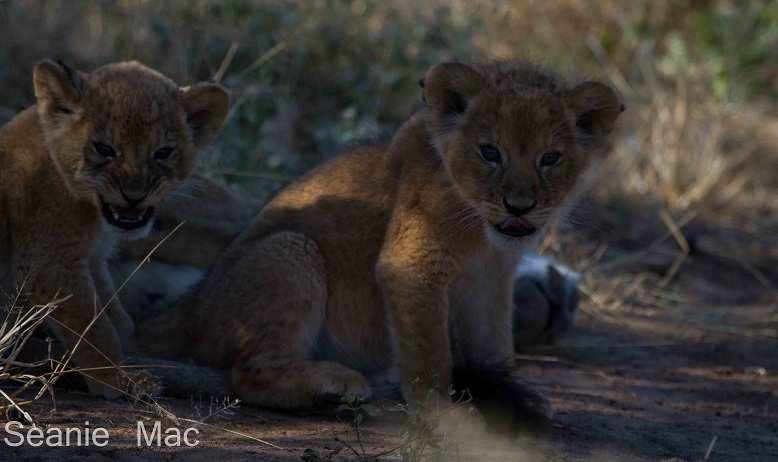 trip into the Park, where they were lucky enough to spend time watching a lion pride comprised of three adult