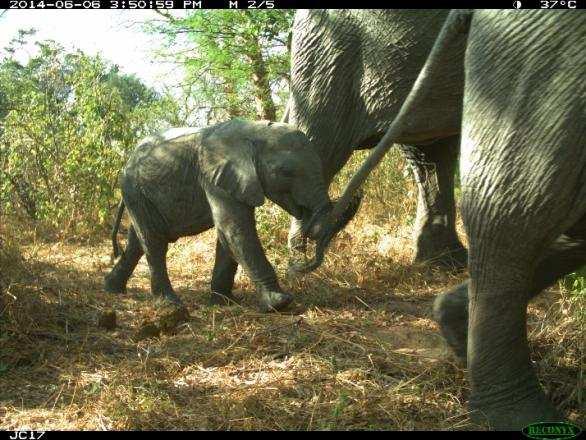 Ruaha is an extremely important area for elephants, and RCP is