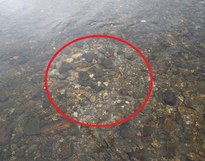 Figure 2. A test (or incomplete) redd. Note lack of tailspill and roundish overall shape. This redd was photographed in the Deerfield River in October 2013.