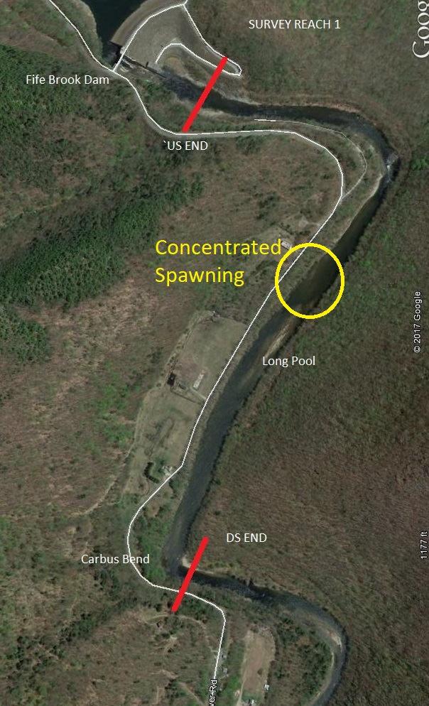Figure 9. Deerfield River Spawning Survey Reach 1: Fife Brook Dam to Carbus Bend (0.
