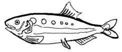 Some other smaller fishes include the Atlantic Croaker, Scup, Shad, Atlantic Herring, and Tautog.