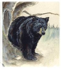 Black Bear in Nova Scotia Beginning in 2005, the bear snaring season was extended 9 days by moving the season opening date from October 10 th, to October 1 st.