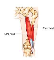 Hamstring Injuries - Neuromuscular Biceps Femoris Dual innervation Long head Factors