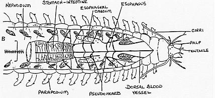 Circulation and Respiration Most have parapodia and gills for gaseous exchange while others use the body surface Circulation varies In Nereis a dorsal vessel carries blood forward and a ventral