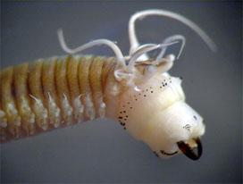 Polychaetes may be sedentary, freemoving, burrowing, or crawling Clamworm Nereis