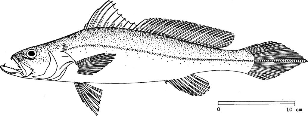 SCIAEN Ptero 1 1974 FAO SPECIES IDENTIFICATION SHEETS FAMILY: SCIAENIDAE FISHING AREAS 57,71 (E Ind. Ocean) (W Cent.